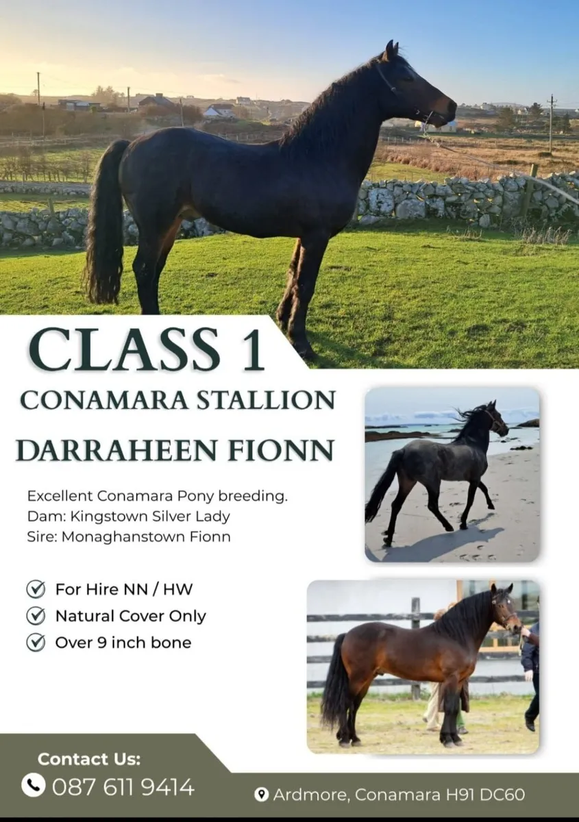 *CLASS 1 CONNEMARA* stallion  at stud - Image 2