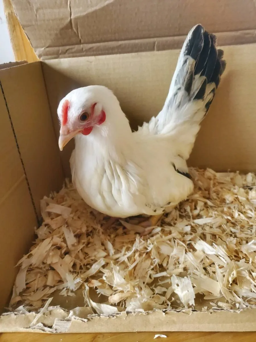 Japanese bantams pair and hatching eggs - Image 2
