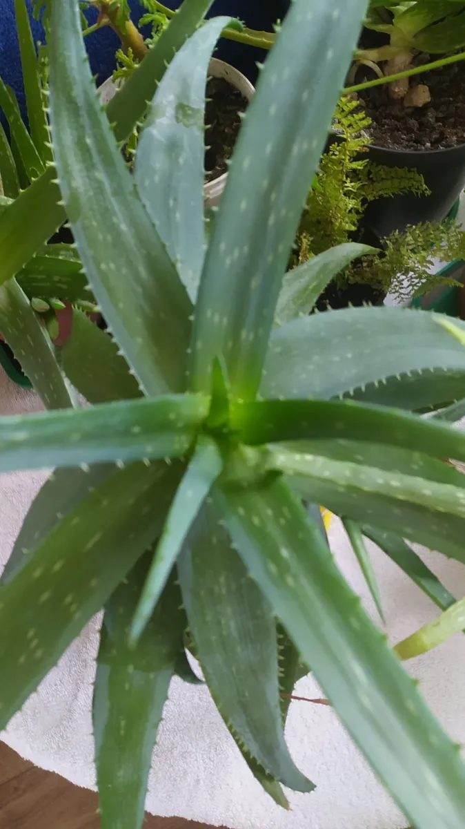 Aloe - Image 2