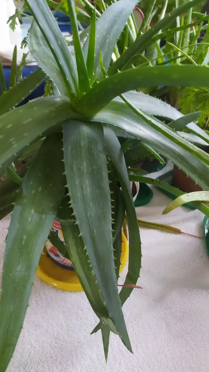 Aloe - Image 4