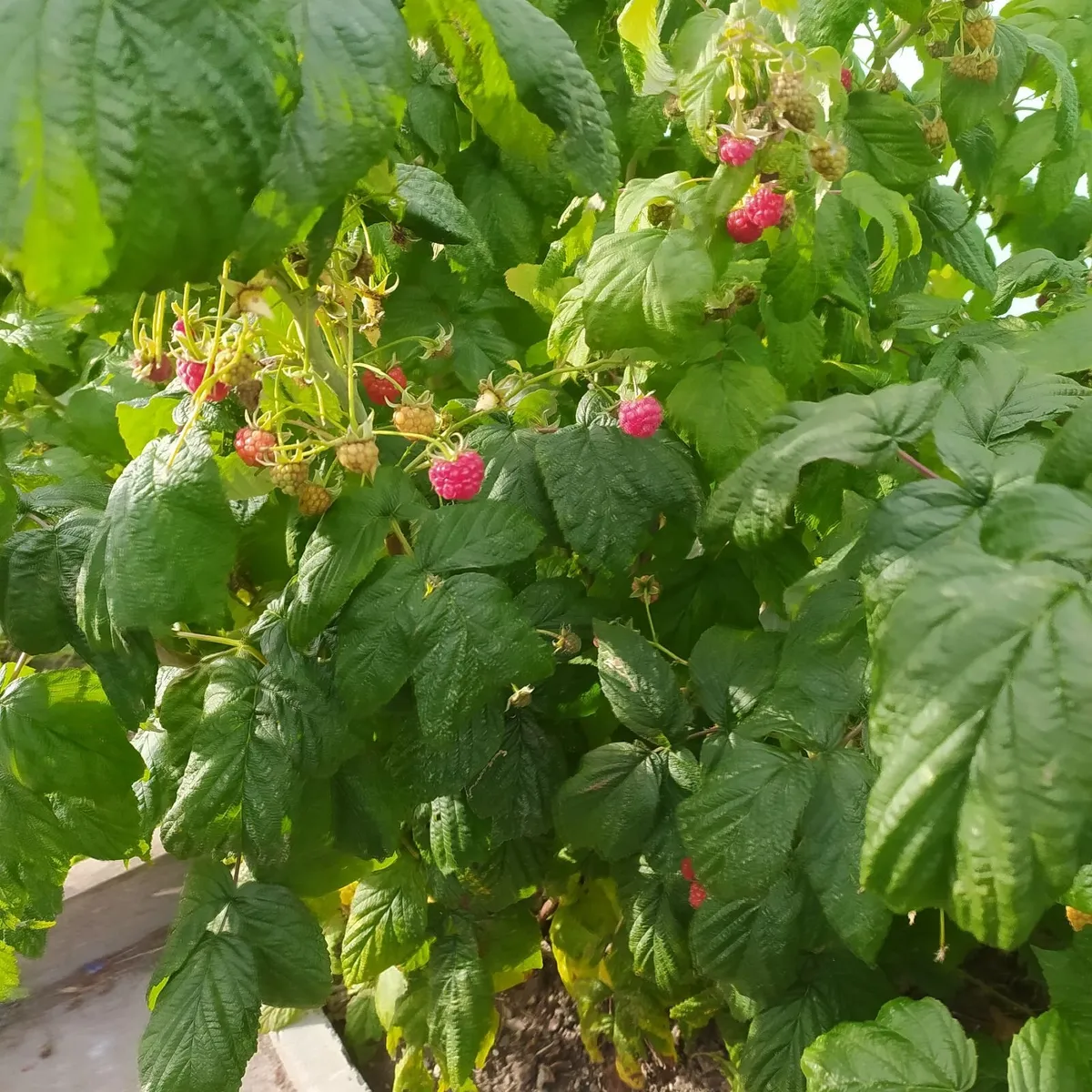 Plant raspberry - Image 2