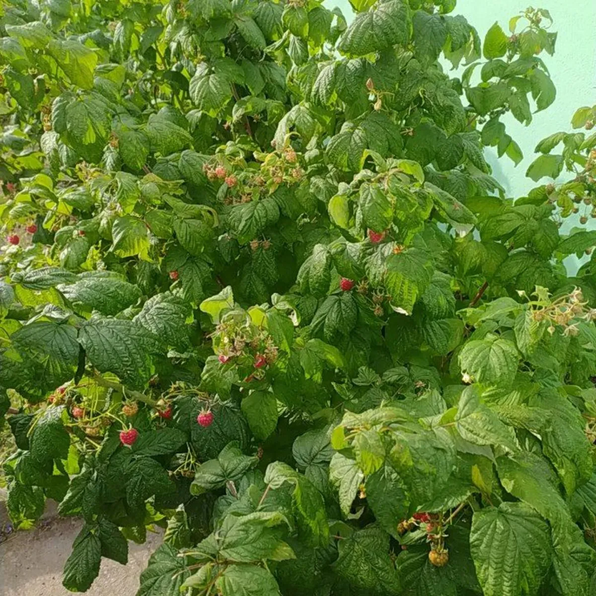 Plant raspberry - Image 1