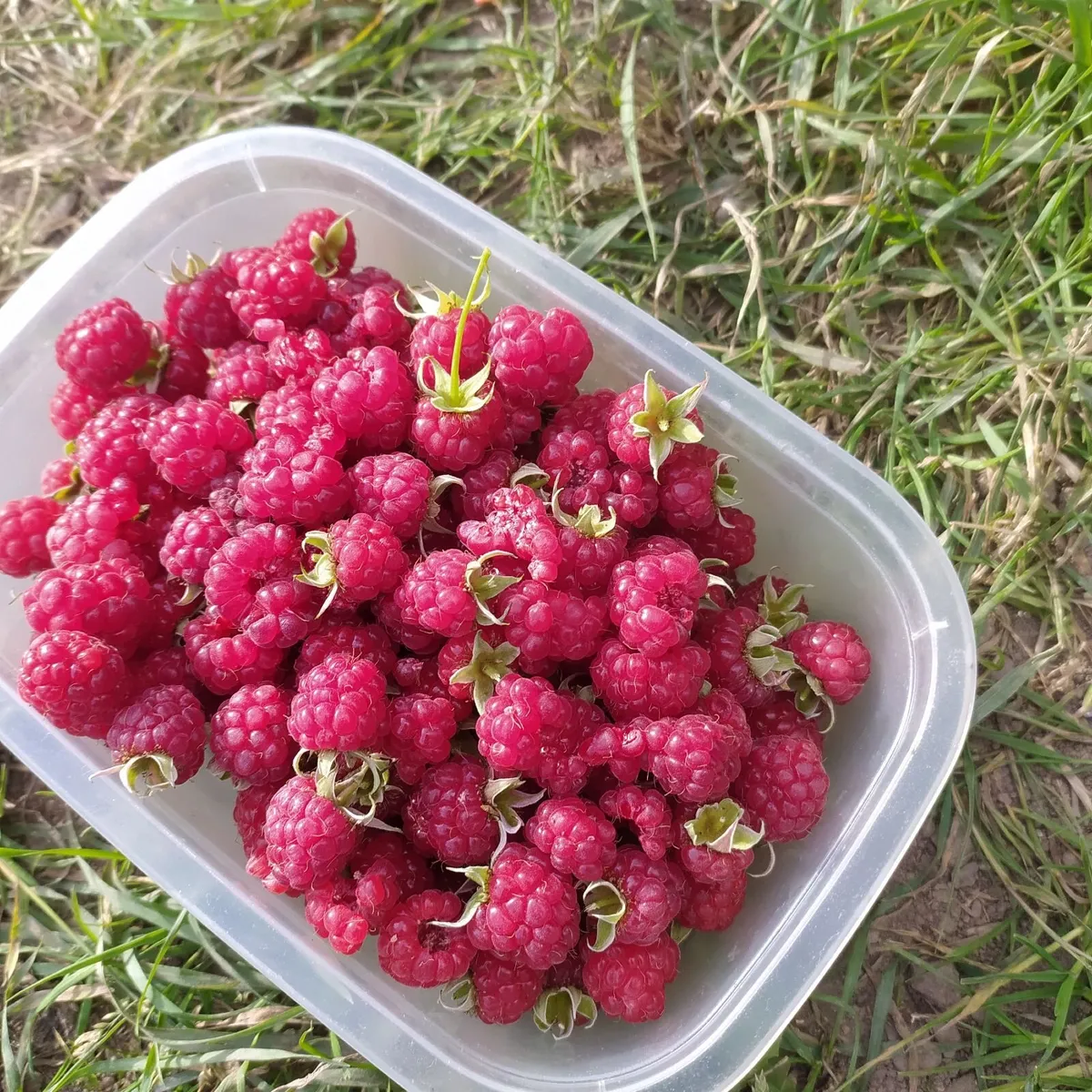 Plant raspberry - Image 3