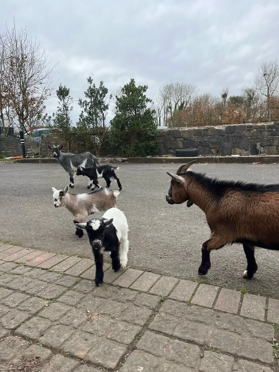 Pygmy kids - Image 1