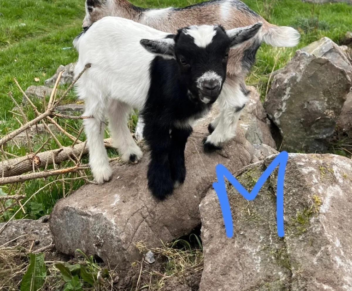 Pygmy kids - Image 4
