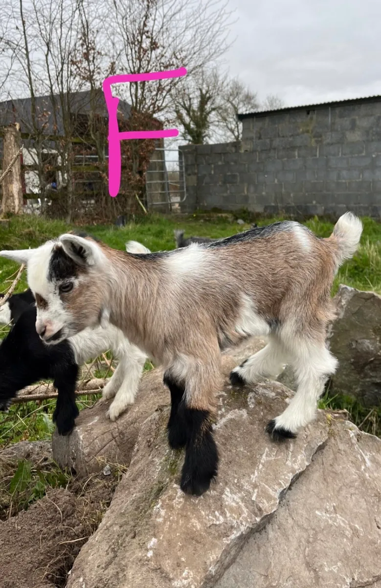 Pygmy kids - Image 3
