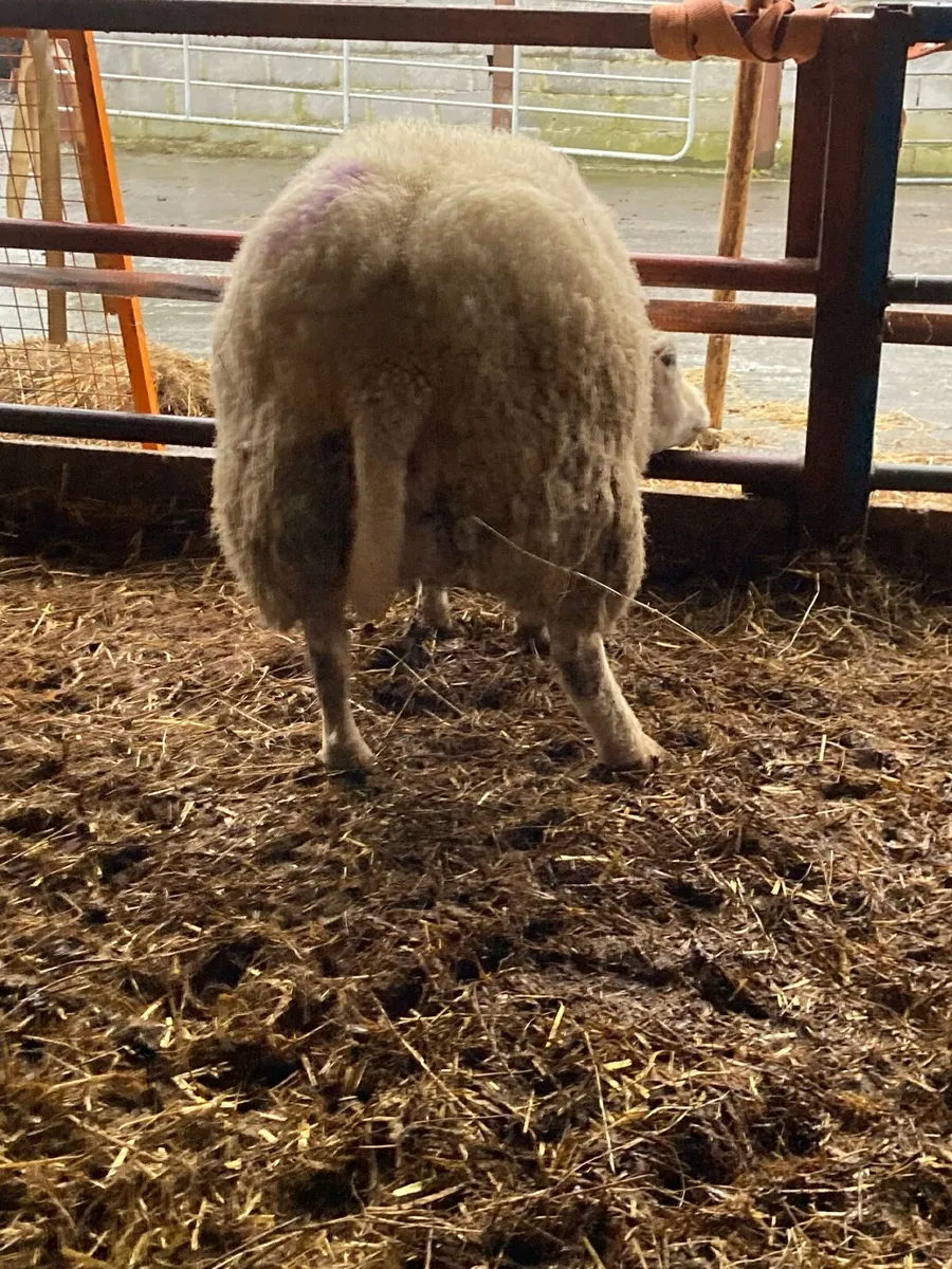 2 young single ewes in lamb - Image 3