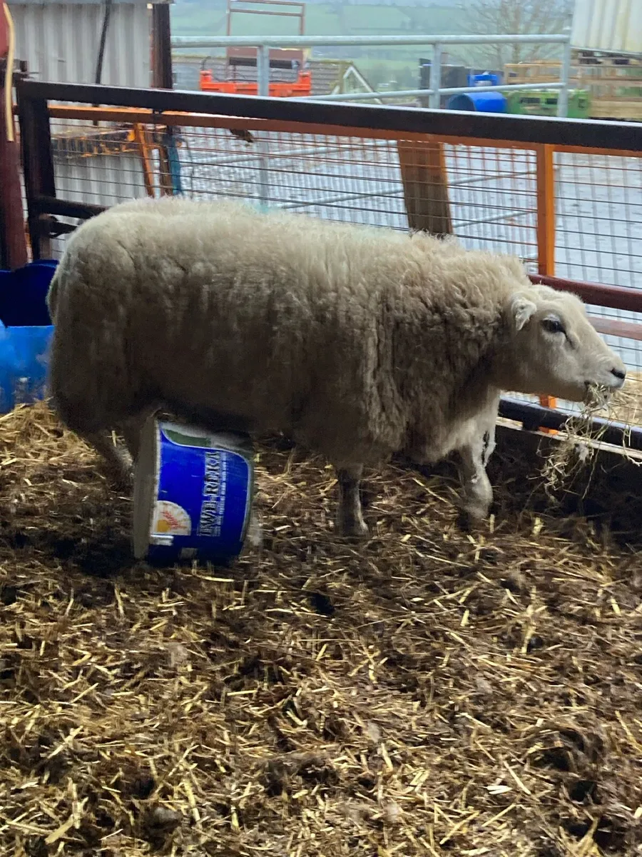 2 young single ewes in lamb - Image 4