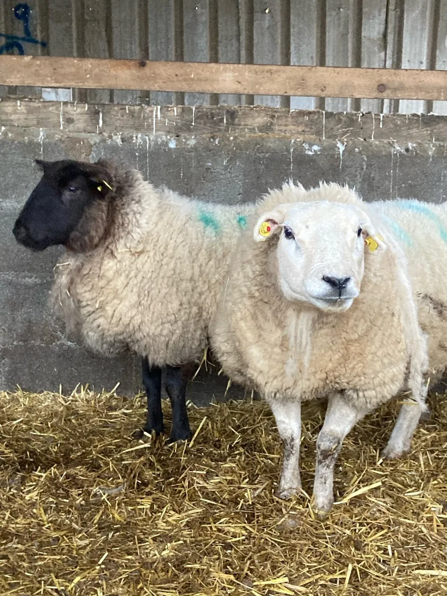 2 young single ewes in lamb - Image 1