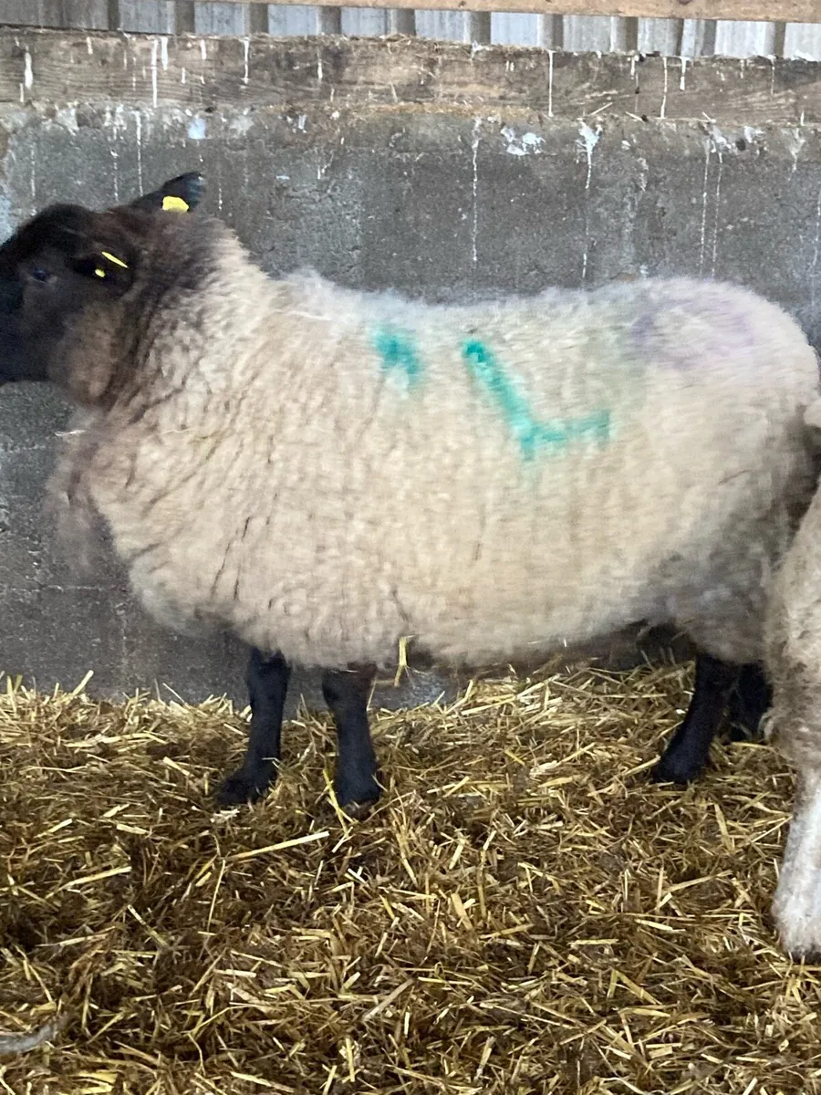2 young single ewes in lamb - Image 2