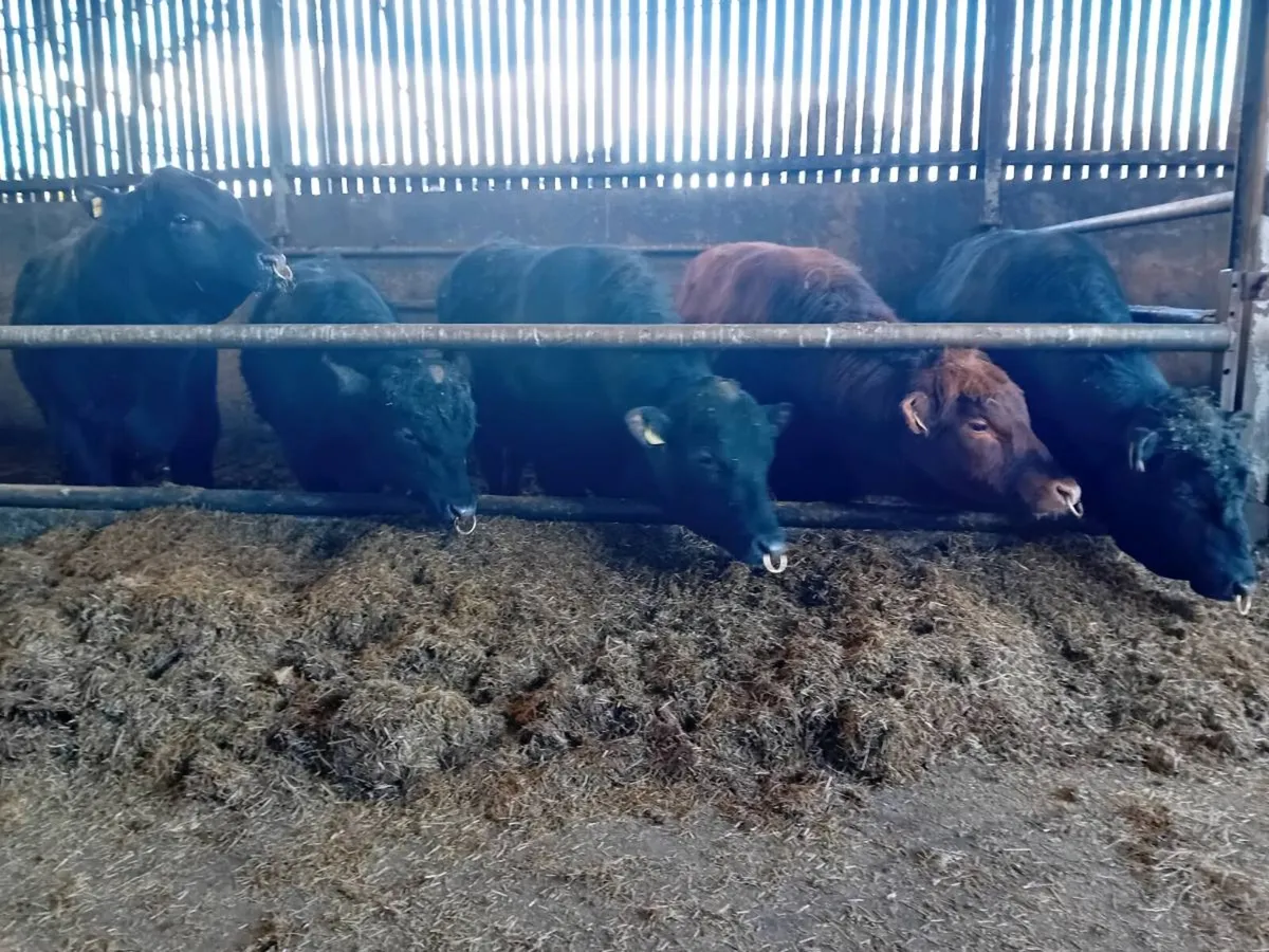 Angus bulls for sale - Image 1