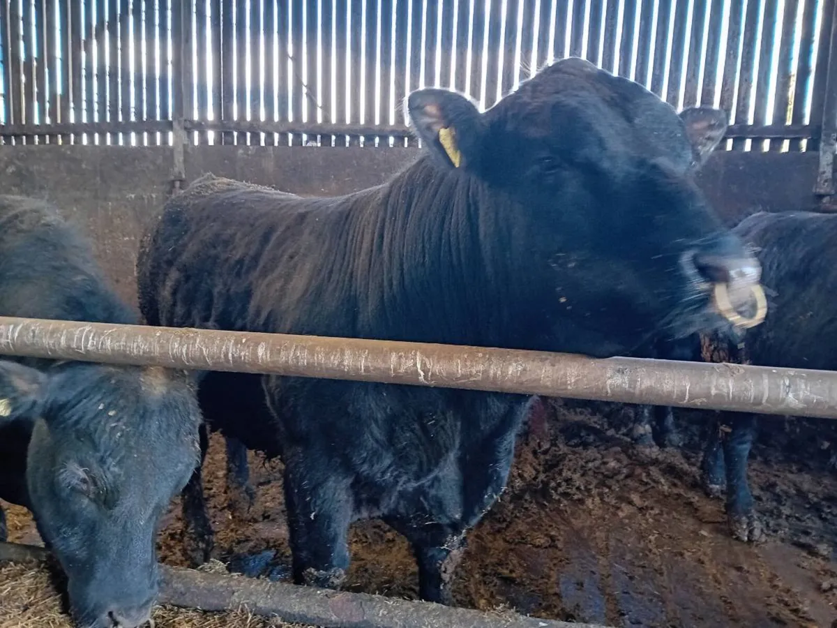Angus bulls for sale - Image 2