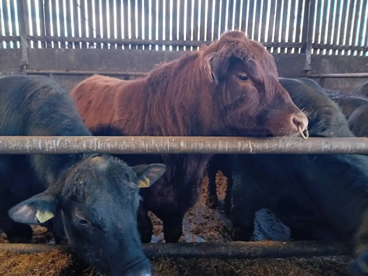 Angus bulls for sale - Image 3