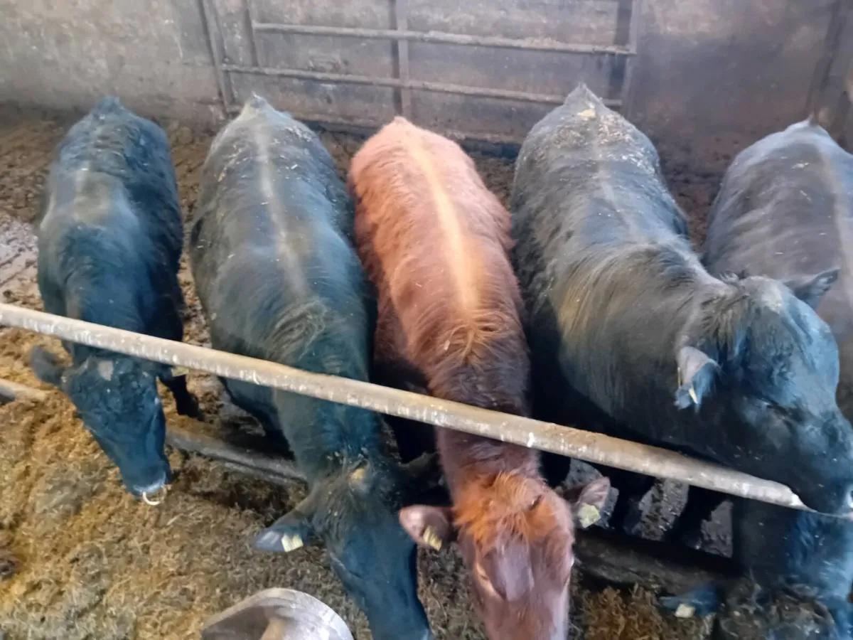 Angus bulls for sale - Image 4