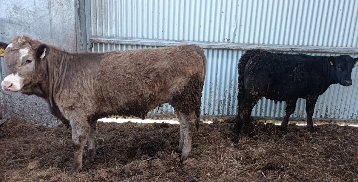 Organic Angus Heifers - Image 2