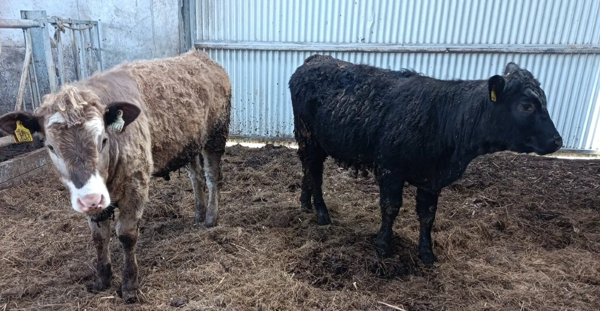 Organic Angus Heifers - Image 1
