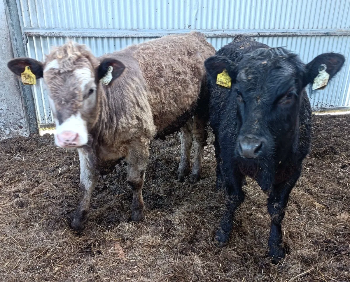 Organic Angus Heifers - Image 4