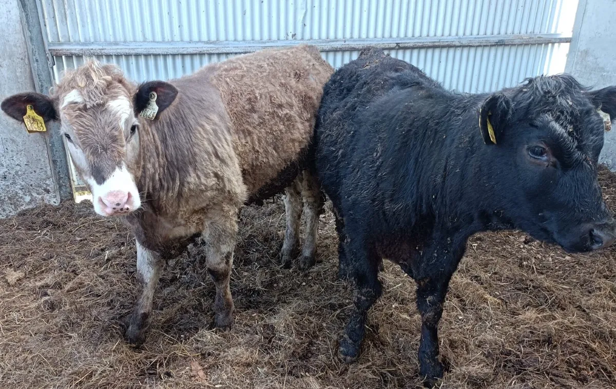 Organic Angus Heifers - Image 3
