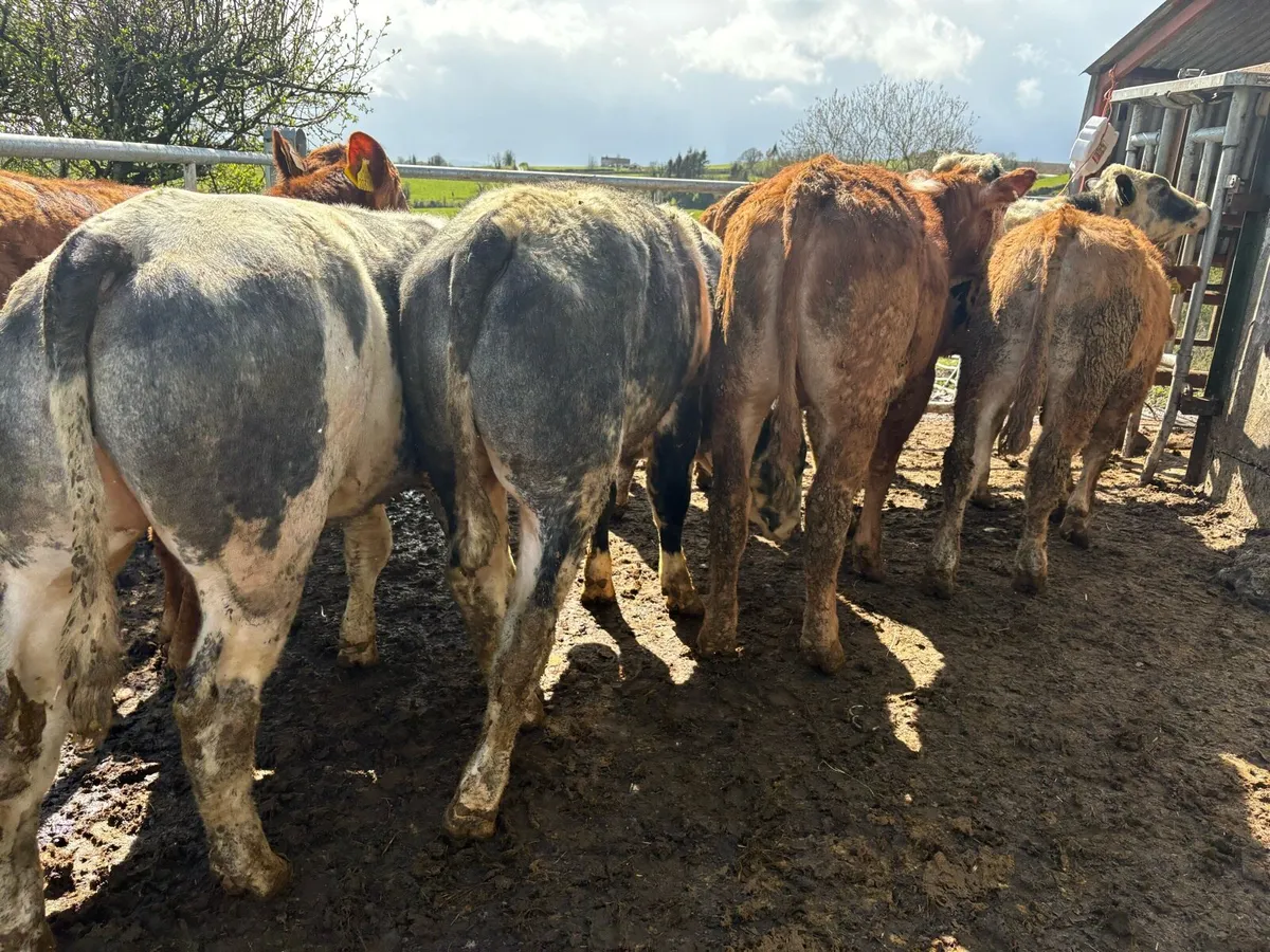 8 bullocks for sale - Image 1