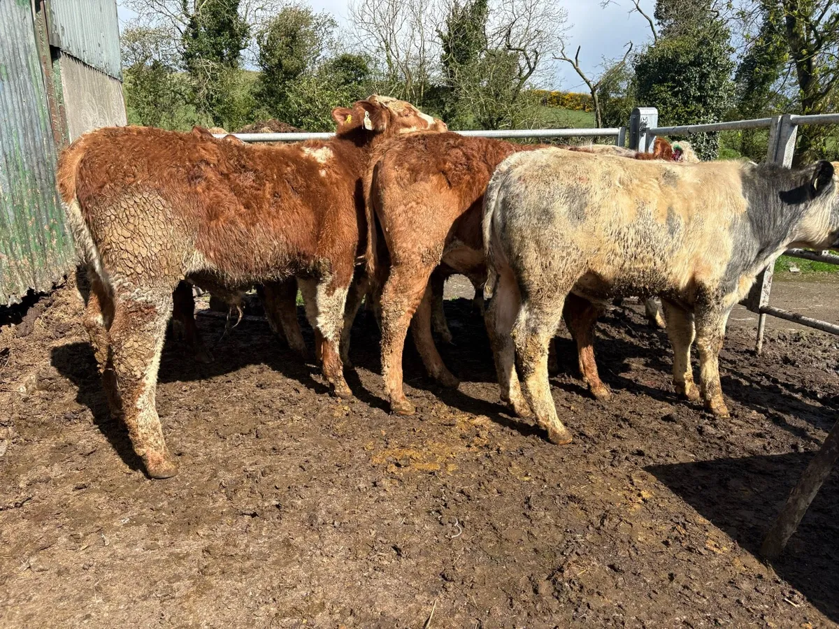 8 bullocks for sale - Image 3