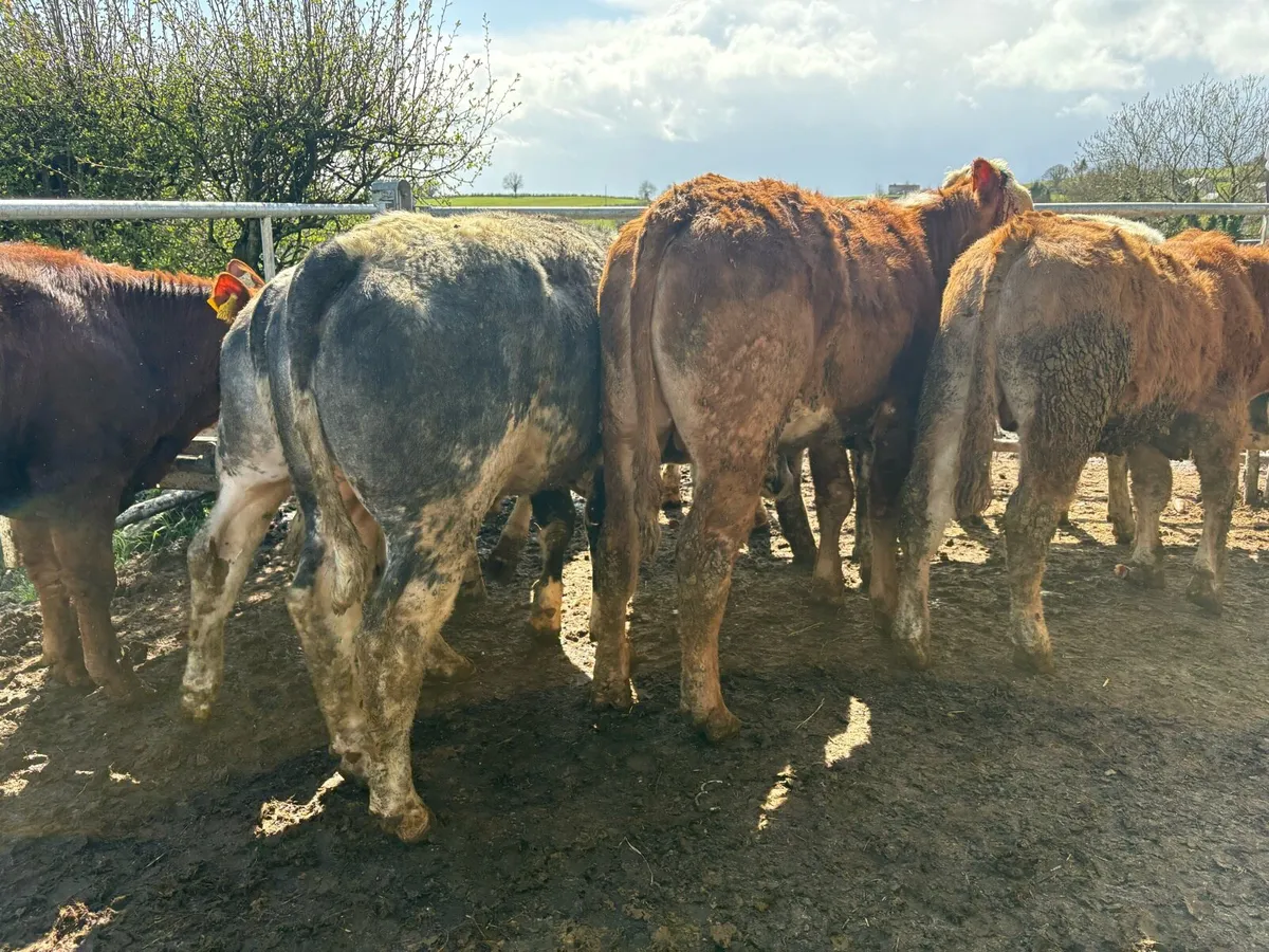 8 bullocks for sale - Image 2