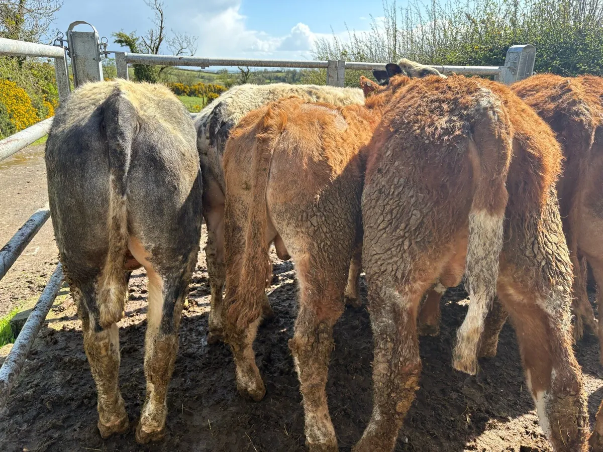 8 bullocks for sale - Image 4