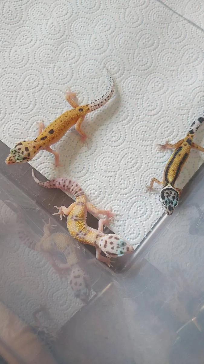 Leopard geckos - Image 4