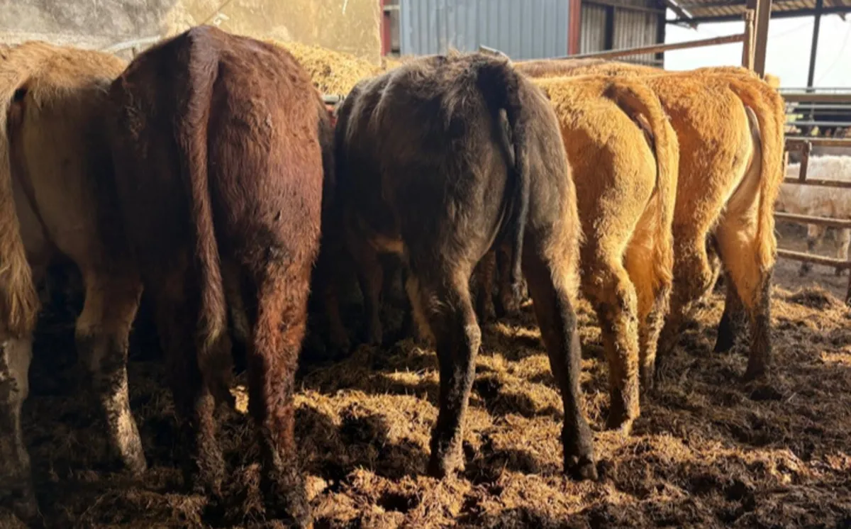 Charolais & Limousine Heifers - Image 2