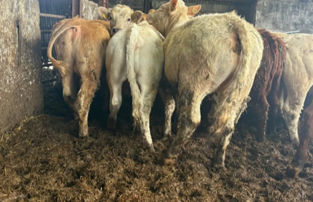 Charolais & Limousine Heifers - Image 3