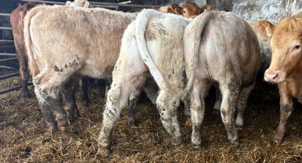 Charolais & Limousine Heifers - Image 4