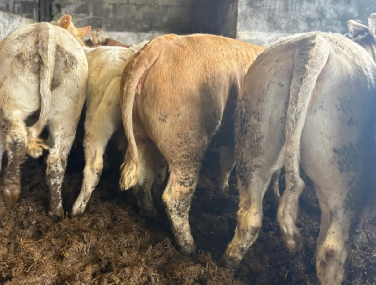 Charolais & Limousine Heifers - Image 1