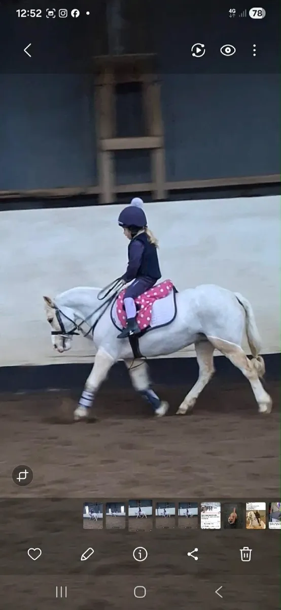 Beautiful pure bred welsh sec A - Image 1