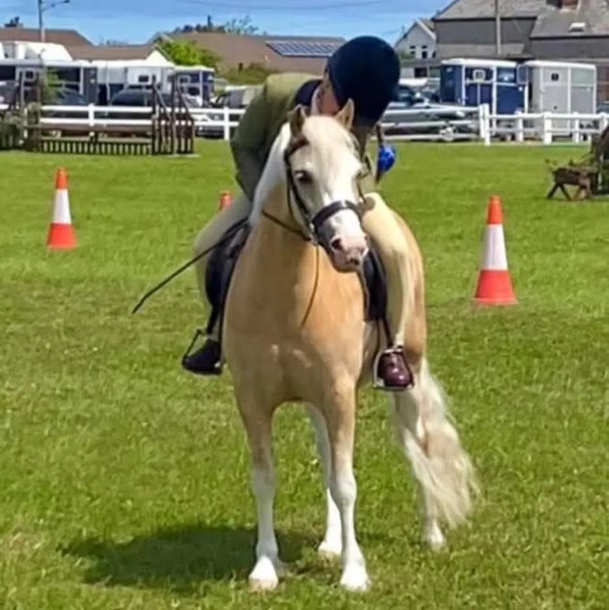 Beautiful pure bred welsh sec A - Image 2