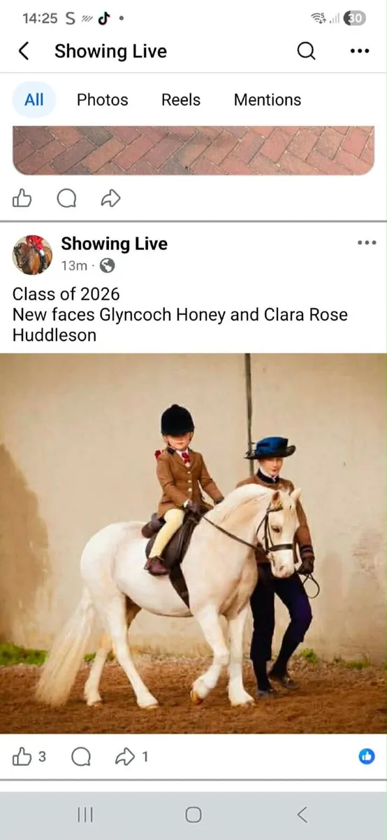 Beautiful pure bred welsh sec A - Image 3