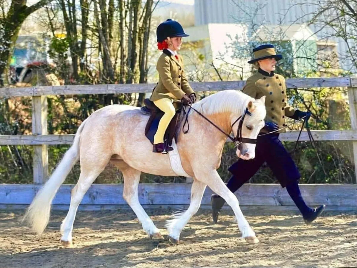 Beautiful pure bred welsh sec A - Image 4