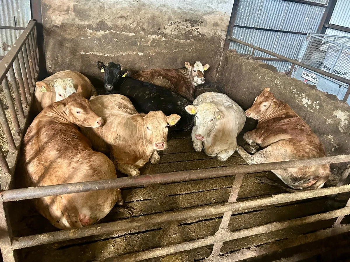 Charolais & Limousin Heifers - Image 2