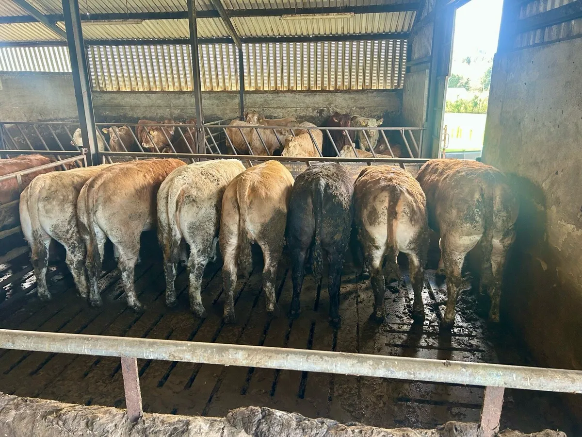 Charolais & Limousin Heifers - Image 3