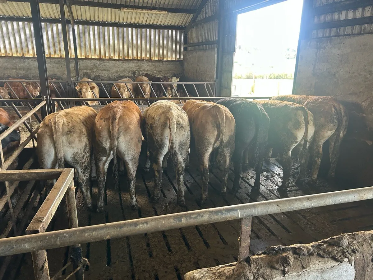 Charolais & Limousin Heifers - Image 4