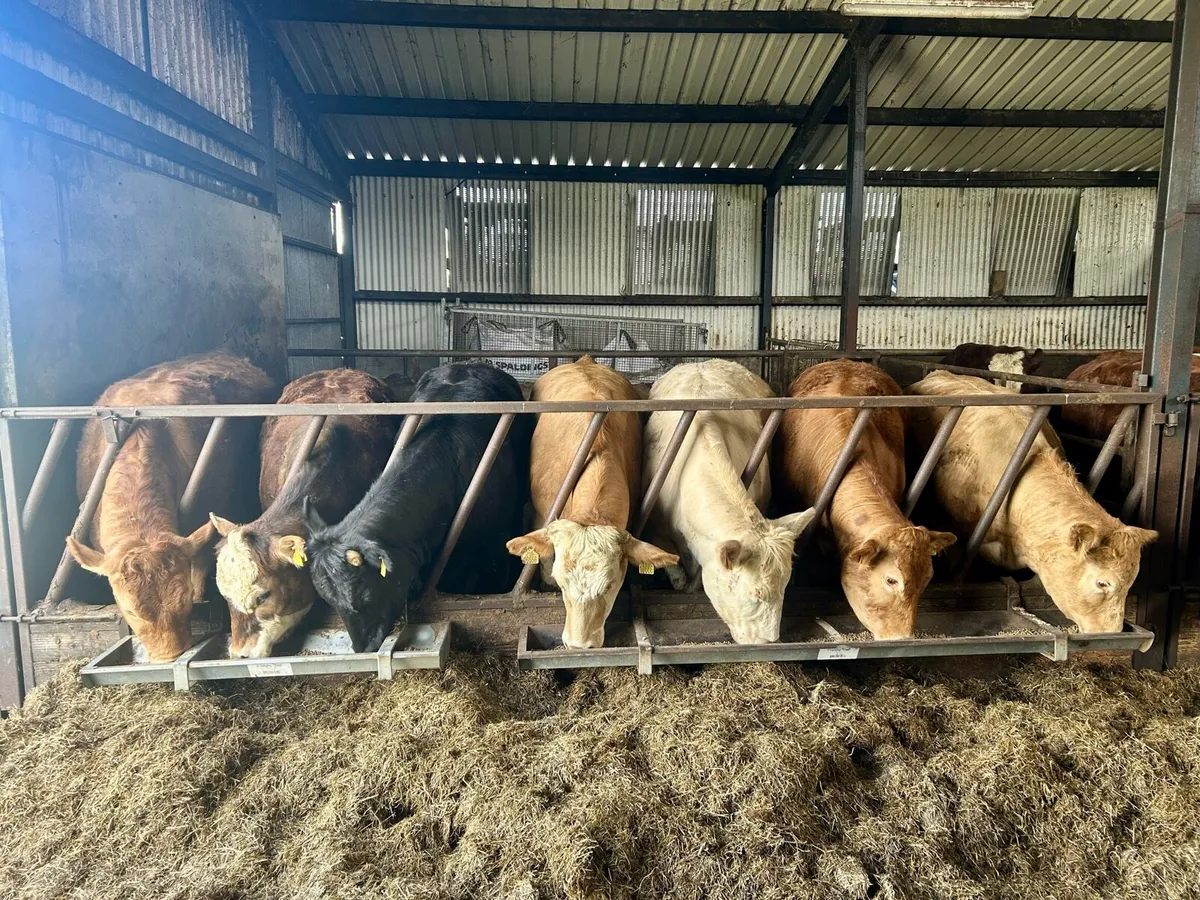 Charolais & Limousin Heifers - Image 1