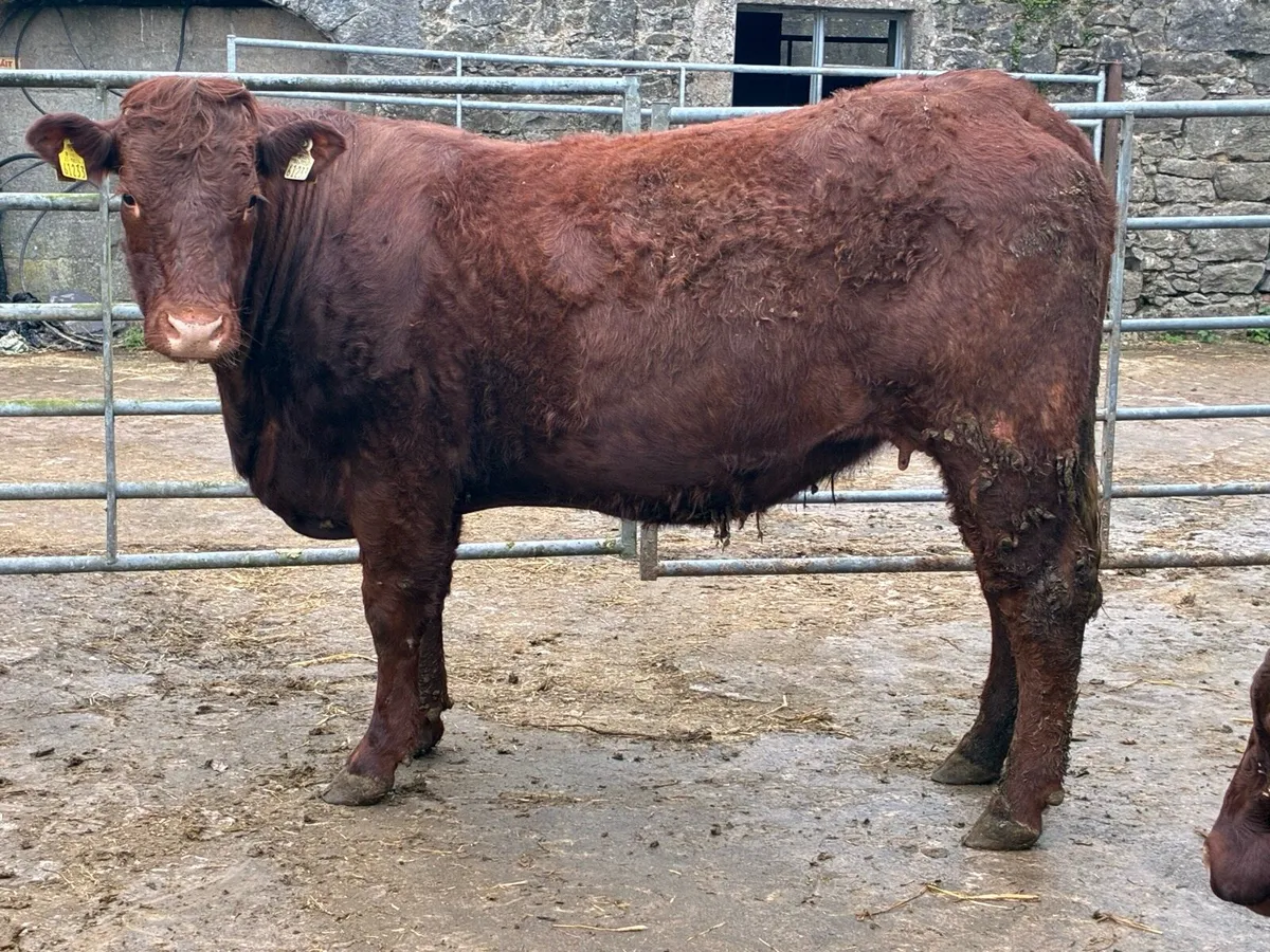 Saler Incalf Heifers - Image 1