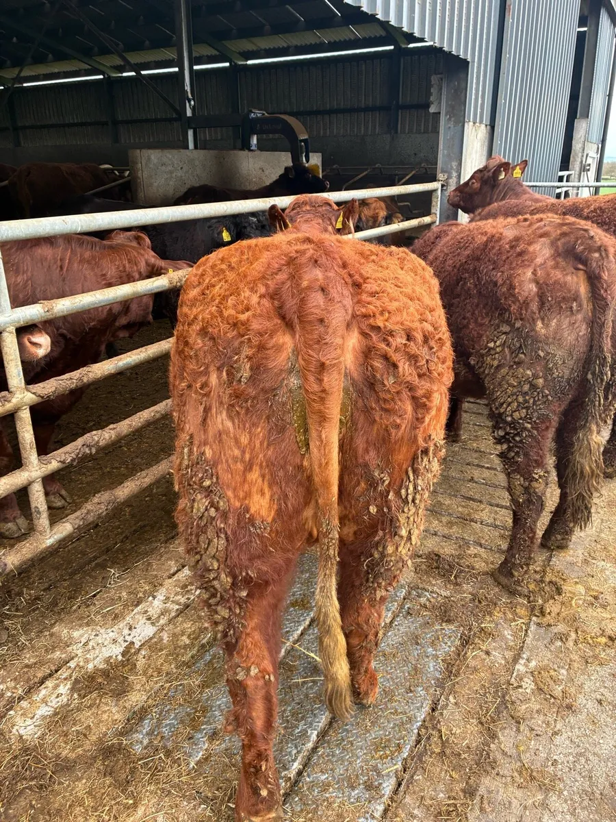 Saler Incalf Heifers - Image 2