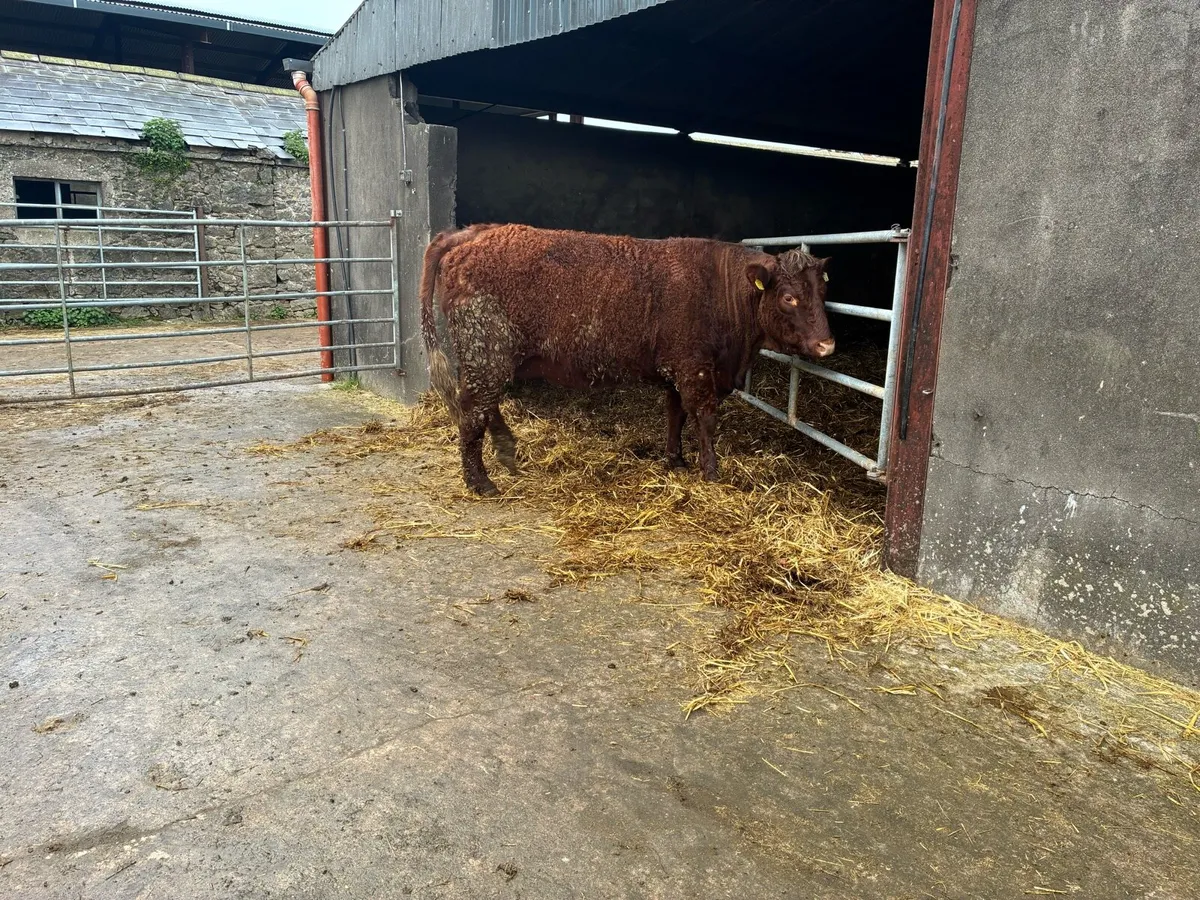 Saler Incalf Heifers - Image 4