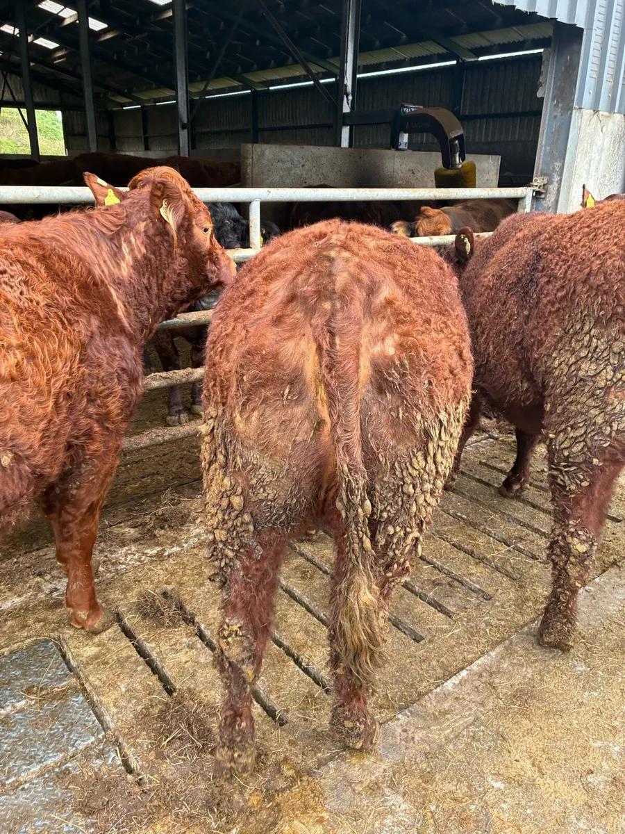 Saler Incalf Heifers - Image 3