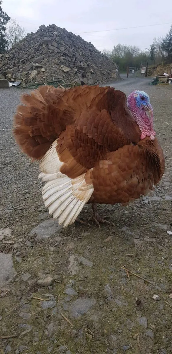 🦃 Turkeys 🦃  .chicks🐣 . . .roosters 🐔 - Image 1