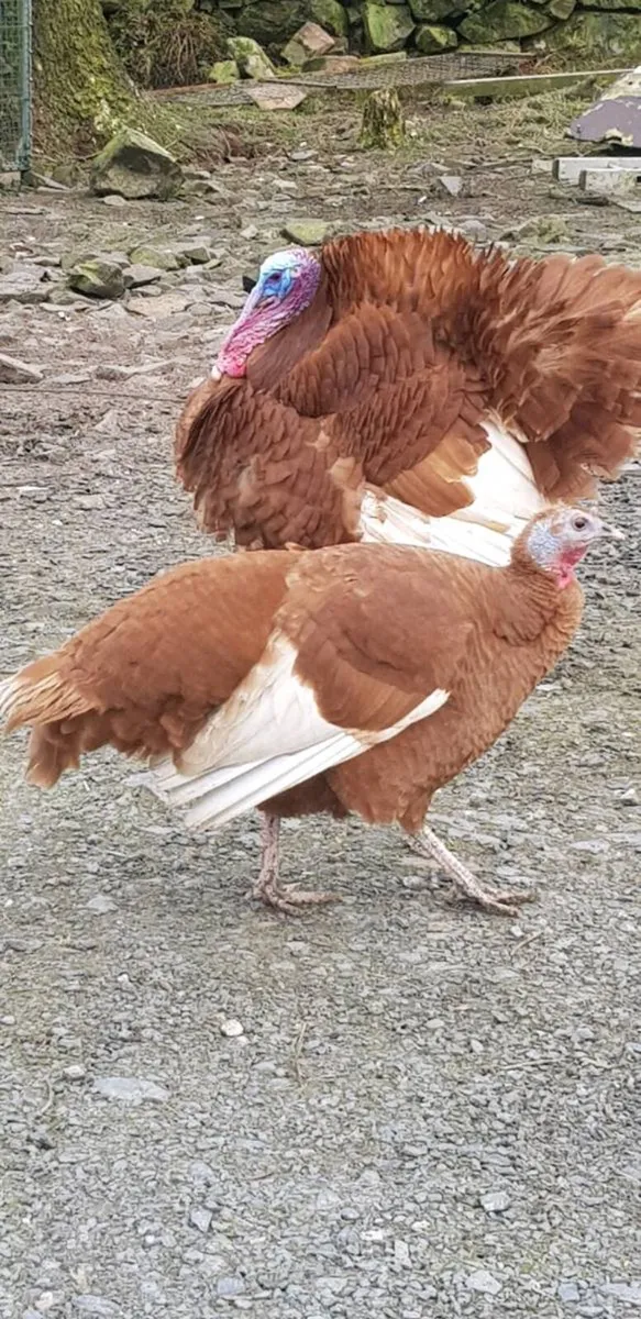 🦃 Turkeys 🦃  .chicks🐣 . . .roosters 🐔 - Image 2