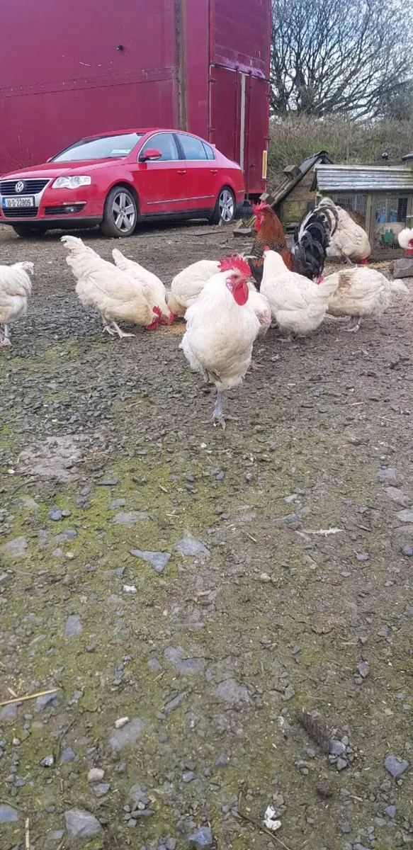 🦃 Turkeys 🦃  .chicks🐣 . . .roosters 🐔 - Image 3