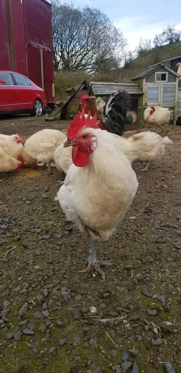 🦃 Turkeys 🦃  .chicks🐣 . . .roosters 🐔 - Image 4