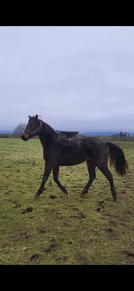 2 yo Connemara X Filly Abbeyside Silver - Image 3
