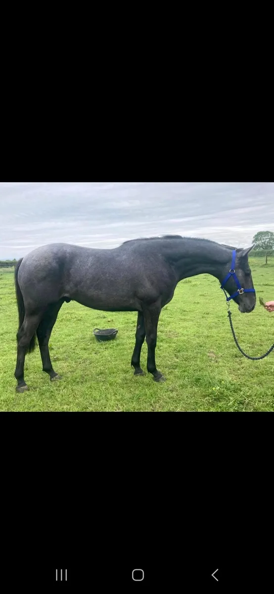 2 yo Connemara X Filly Abbeyside Silver - Image 4
