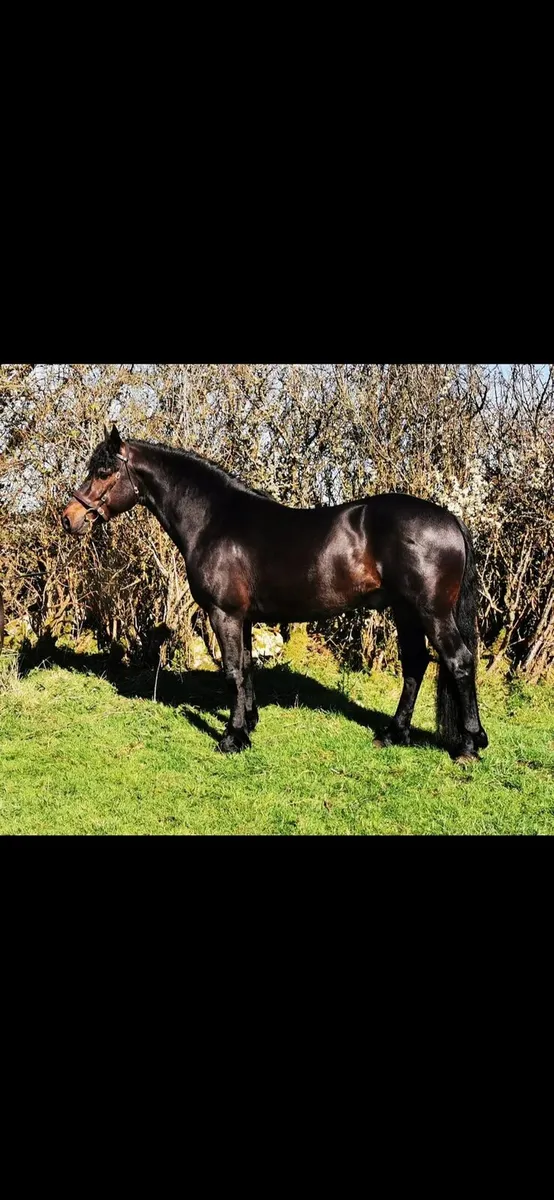 Cracking 2 yo Connemara TB Cross - Image 3